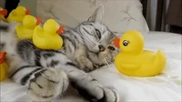 cat duck GIF