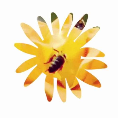 Flower Pollinate GIF by Barbara Pozzi