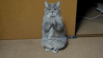 cat sitting GIF