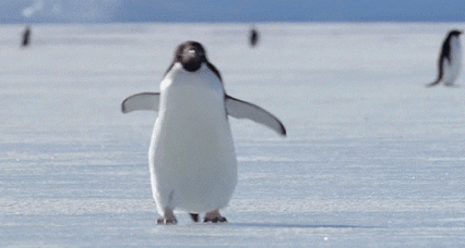 Penguin GIF - Find & Share on GIPHY