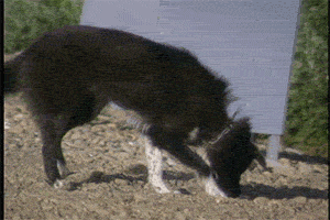 dog cmhgif GIF by Canadian Museum of History
