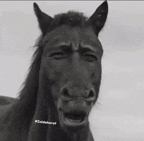 Horse Zaid GIF