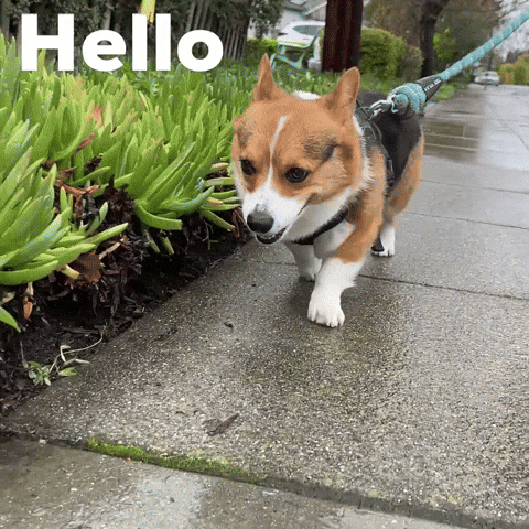 Dog Hello GIF