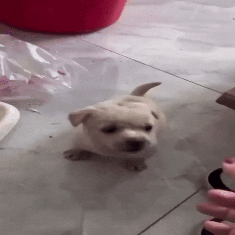Dog Puppy GIF by Respective