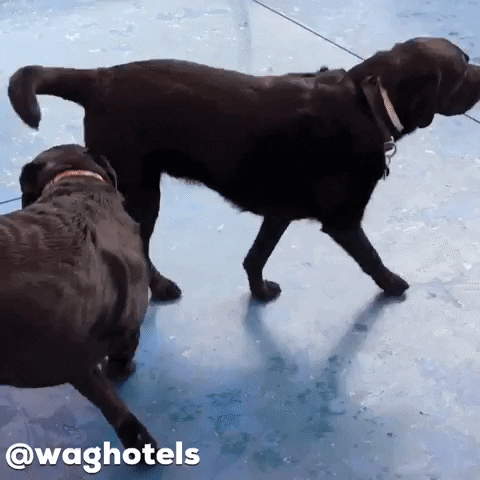 waghotels smile dogs california bff GIF