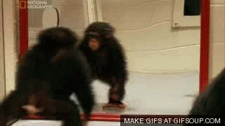 monkey jumping GIF
