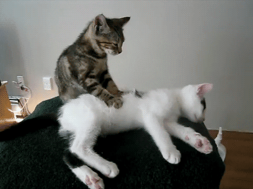 Cat Massage GIF - Find & Share on GIPHY