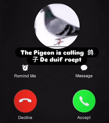 Carrierpigeongang GIF