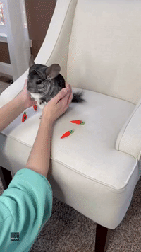 'Some Bunny Loves You': Chinchilla Holds Cute Easter Message