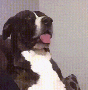 Excuse Me Reaction GIF - Find & Share on GIPHY