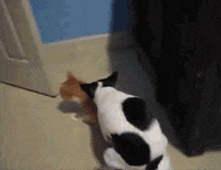 200w.gif