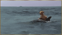 zeus and roxanne dogs GIF