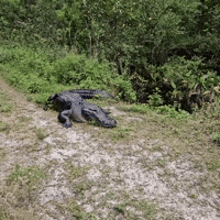 'Average Day in Florida': Hissing Alligator 