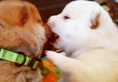 Dog Kissing GIF - Find & Share on GIPHY