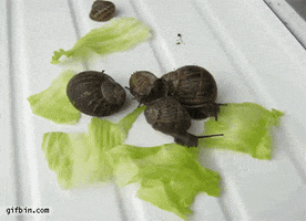 lettuce snails GIF