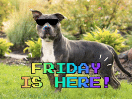 Video gif. A picture of a grey and white dog wears animated sunglasses as rainbow text flashes below. Text, "Friday is here!"
