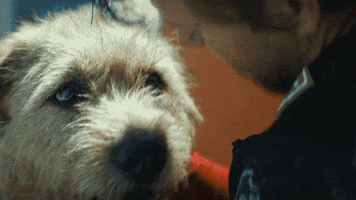 Mark Wahlberg Dog GIF by Lionsgate