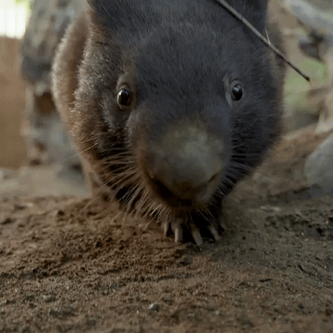 Happy Close-Up GIF by San Diego Zoo Wildlife Alliance