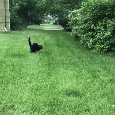 Video gif. Excited black cat attempts to hop through thick grass, stumbling over its front feet and somersaulting before jumping up and running again, stumbling and falling sideways and getting up and stumbling again.