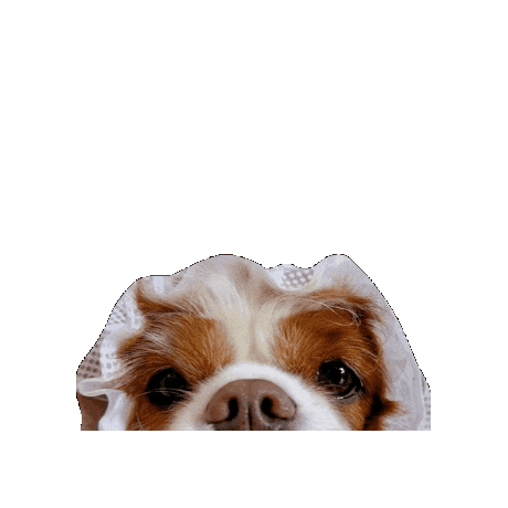Doggy Sticker