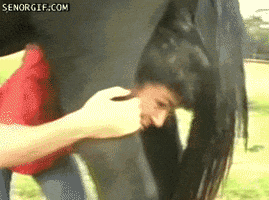 Video gif. Woman sticks her head out from under a black horse's leg, smiling. Horse's tail moves to the side and poops on her head, and her smile disappears into a shocked expression.