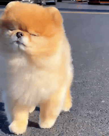 Cute Dog Dust Yourself Off GIF