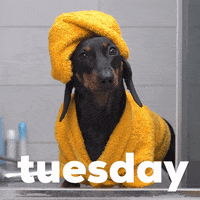 Tuesday Morning Dog Gif By Sealed With A GIF - Find & Share on GIPHY