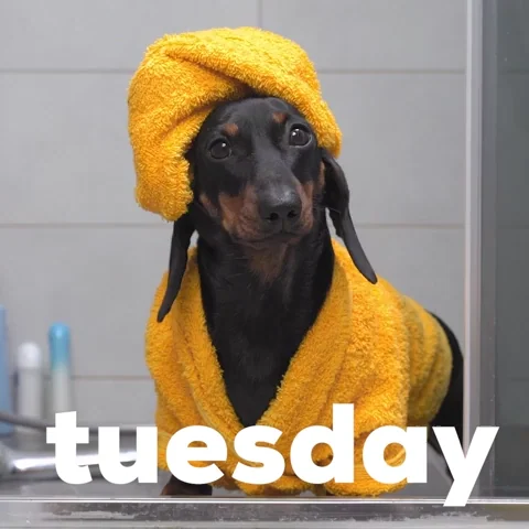 Tuesday Morning Dog GIF by GIPHY Studios Originals
