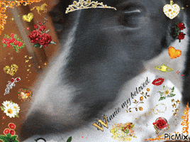 Dog GIF