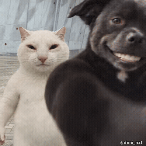 Happy White Cat GIF