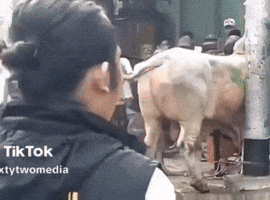 Indonesia Dmashura GIF