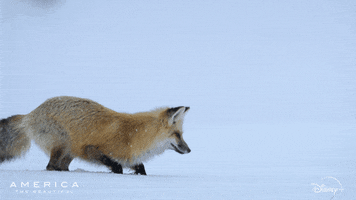 Wildlife gif. A snow fox is hunting and it crouches down low while staring at a spot in the snow. Suddenly, it jumps up and pounces into the snow, with half of its body burrowing deep and its legs stick up in the air.