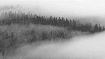 black and white dark forest fog mist