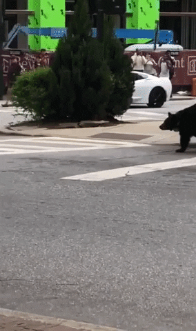 Bear Walking GIF by Storyful