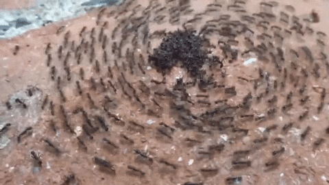 Ants GIF - Find & Share on GIPHY