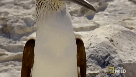 Blue Footed Booby GIFs - Get the best GIF on GIPHY