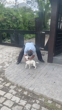 Loving Doggo Wanting Attention Surprises Man