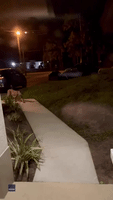 Rare Florida Panther Spotted Roaming Outside Naples Home