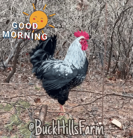Good Morning GIF by Buck Hills Farm