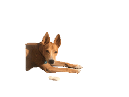 Mutt Sticker by Mauqi