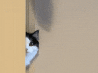 Cat-vs-cucumber GIFs - Get the best GIF on GIPHY Cat-Vs-Cucumber Gifs - Get The Best Gif On Giphy