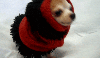 dog puppy cold scarf freezing