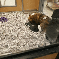 GIF by IbarraHomes