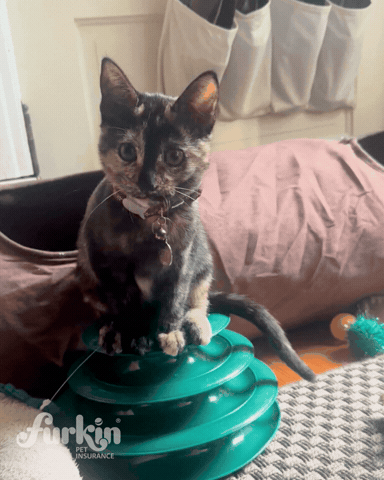 furkinpetinsurance GIF