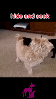Hide And Seek Dogs GIF by Maria Johnsen