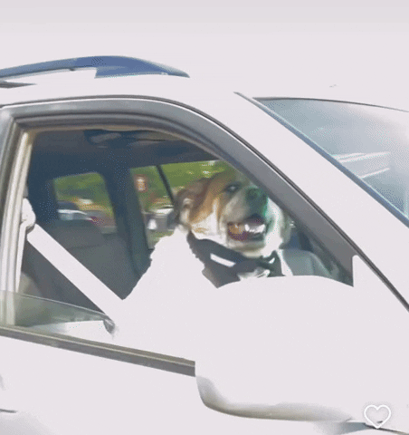 Side Eye Funny Dog GIF by Micropharms