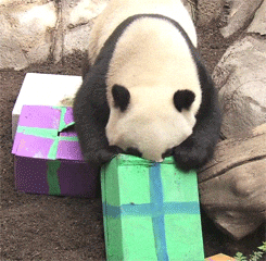 Gift Panda GIF