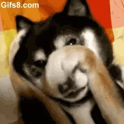 embarrassed dog GIF