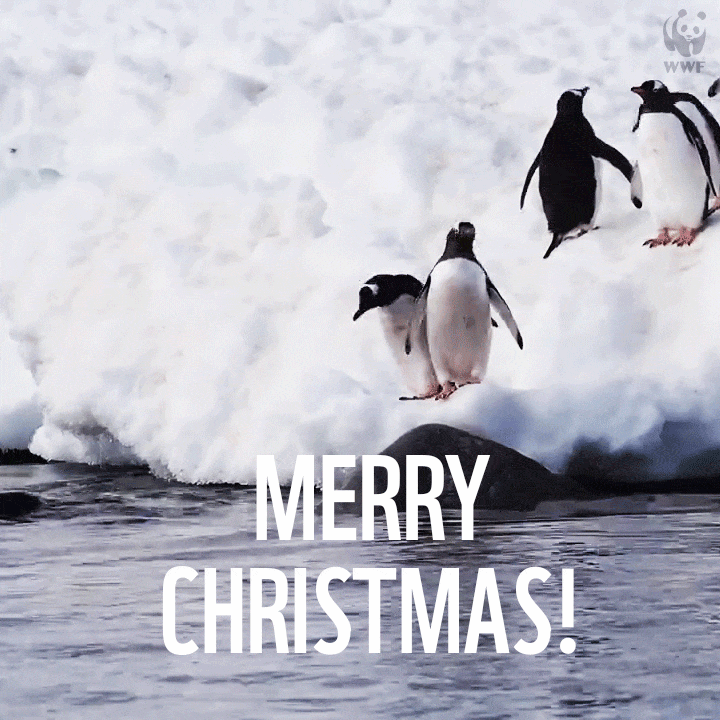Merry Christmas Swimming GIF by WWF_UK