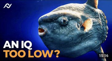 Fish Iq GIF